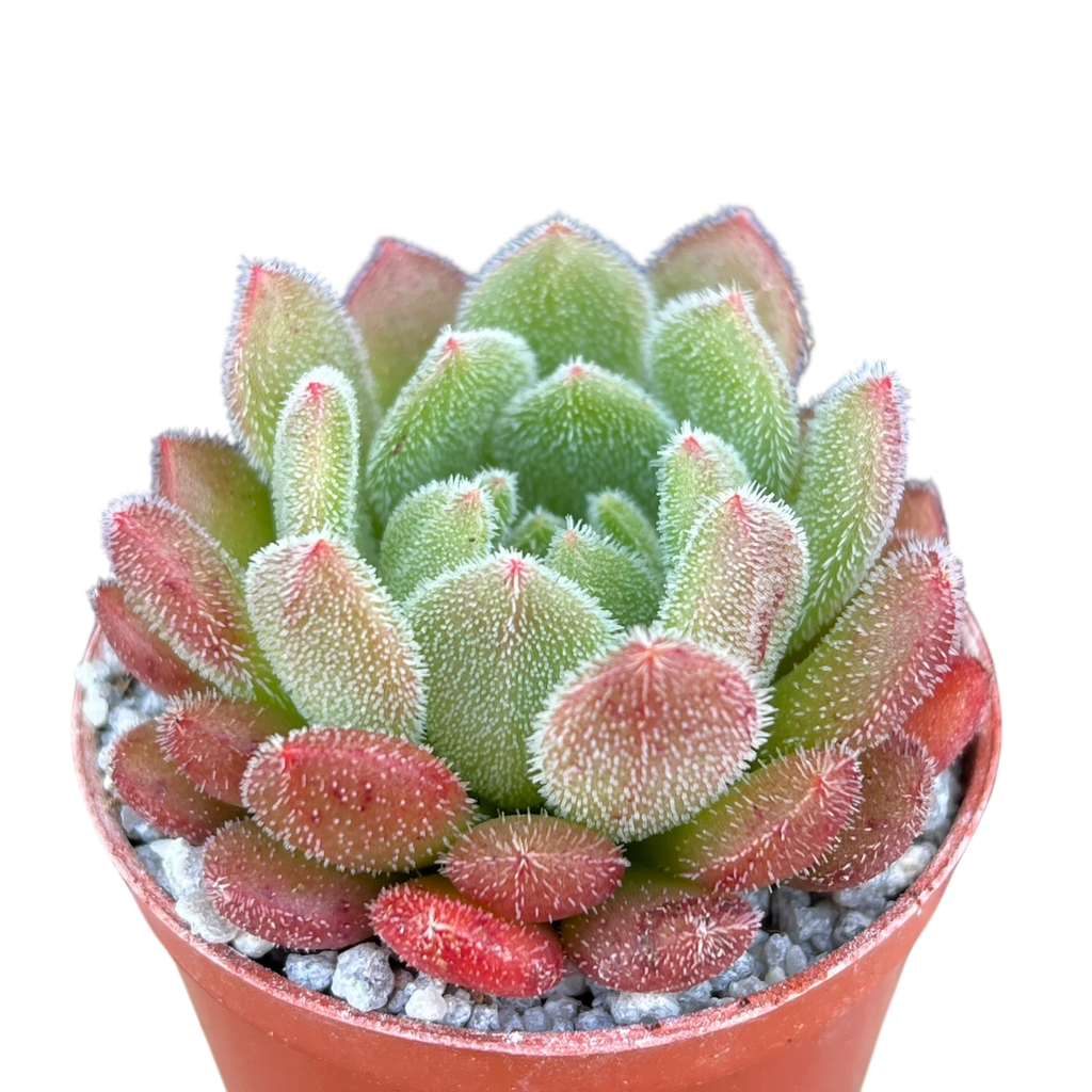 Echeveria 'Debbie'
