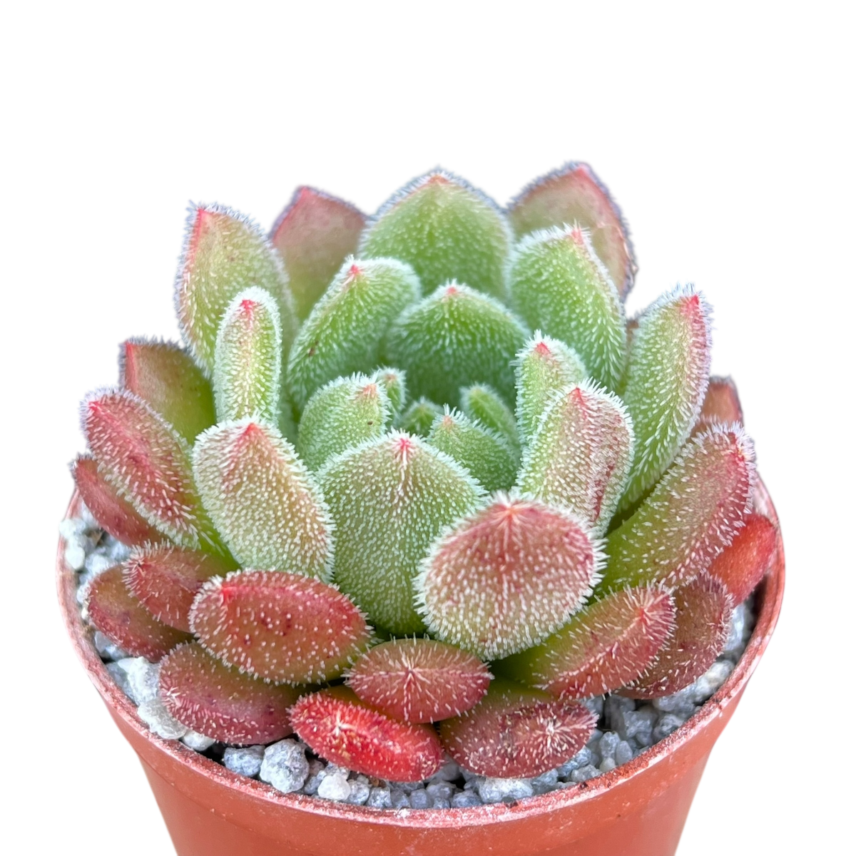 Echeveria 'Debbie'