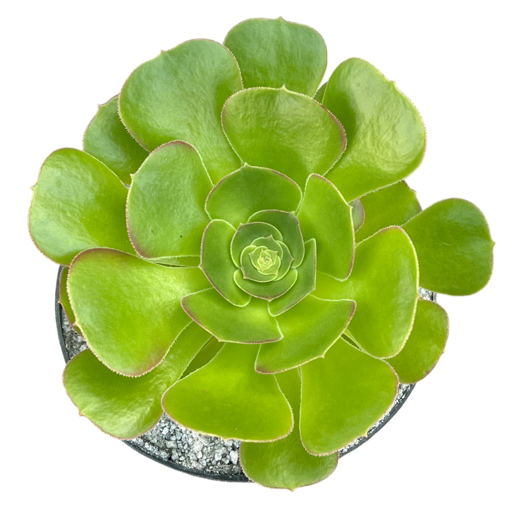 Aeonium 'Blushing Beauty'