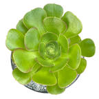 Aeonium 'Blushing Beauty'