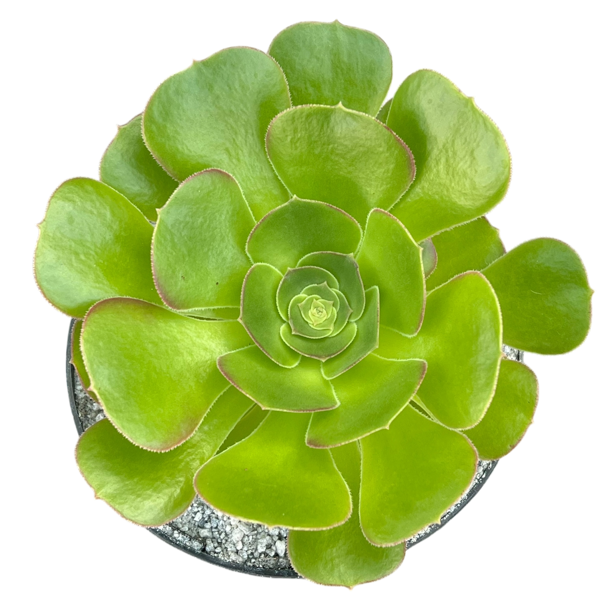 Aeonium 'Blushing Beauty'