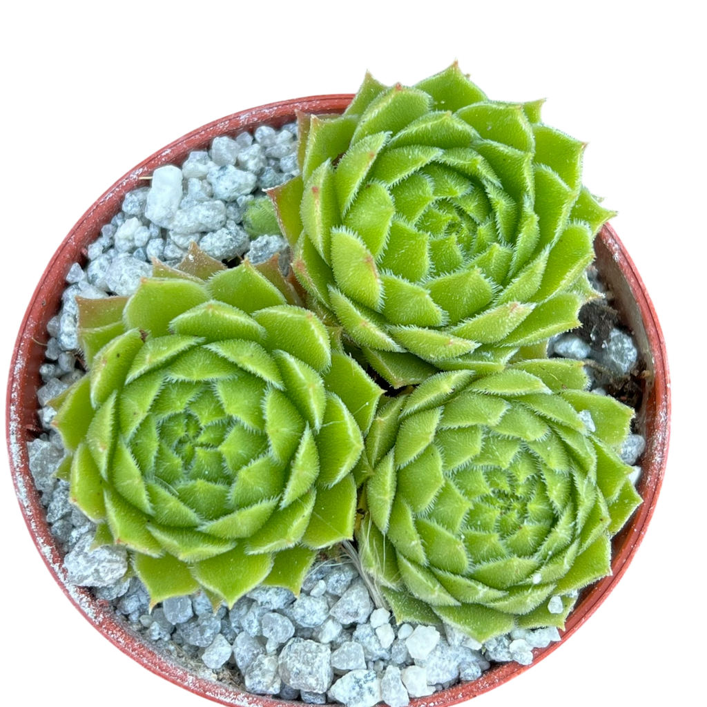 Sempervivum cantabricum