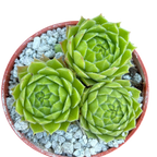 Sempervivum cantabricum