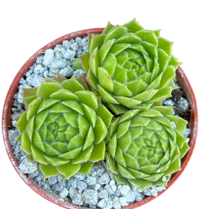Sempervivum cantabricum