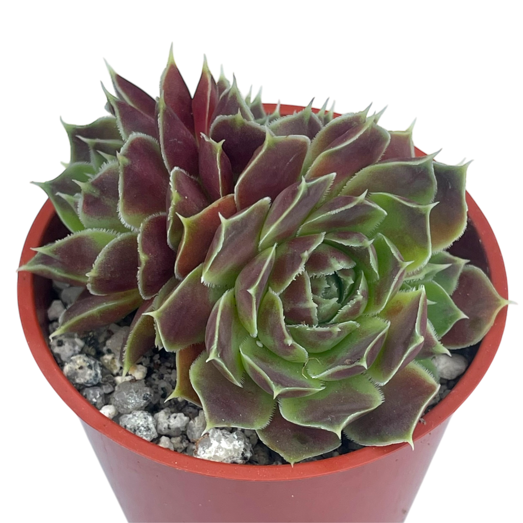 Jovibarba heuffelii 'Angel's Wings'