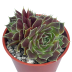 Jovibarba heuffelii 'Angel's Wings'