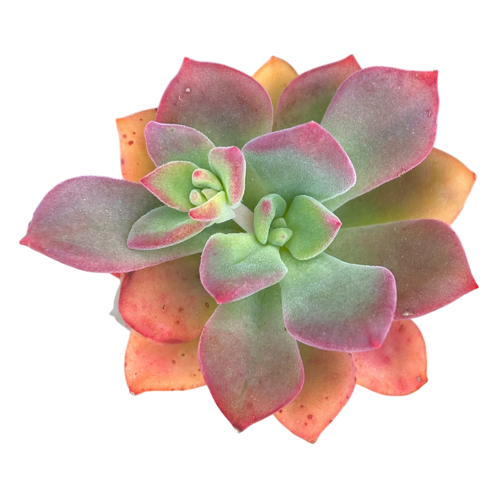 Echeveria 'Green Rose'