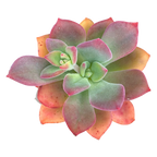 Echeveria 'Green Rose'