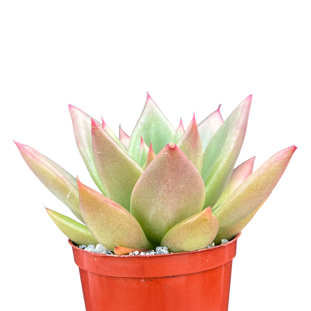 Echeveria agavoides 'New Earth'