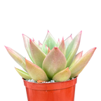 Echeveria agavoides 'New Earth'