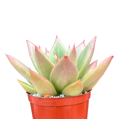 Echeveria agavoides 'New Earth'