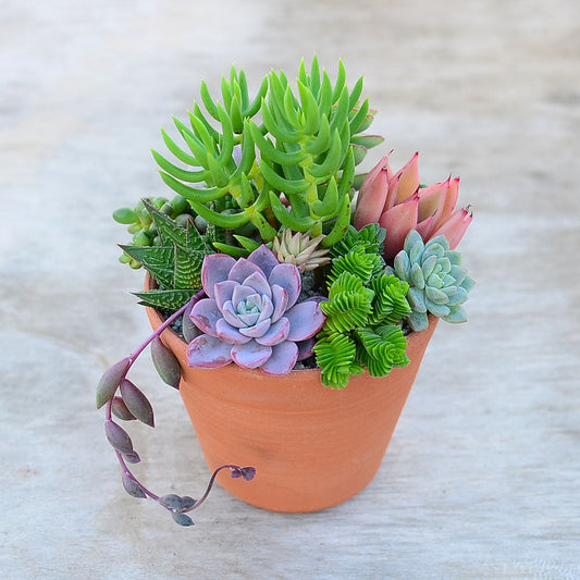 Handmade Cornish Terracotta Pot