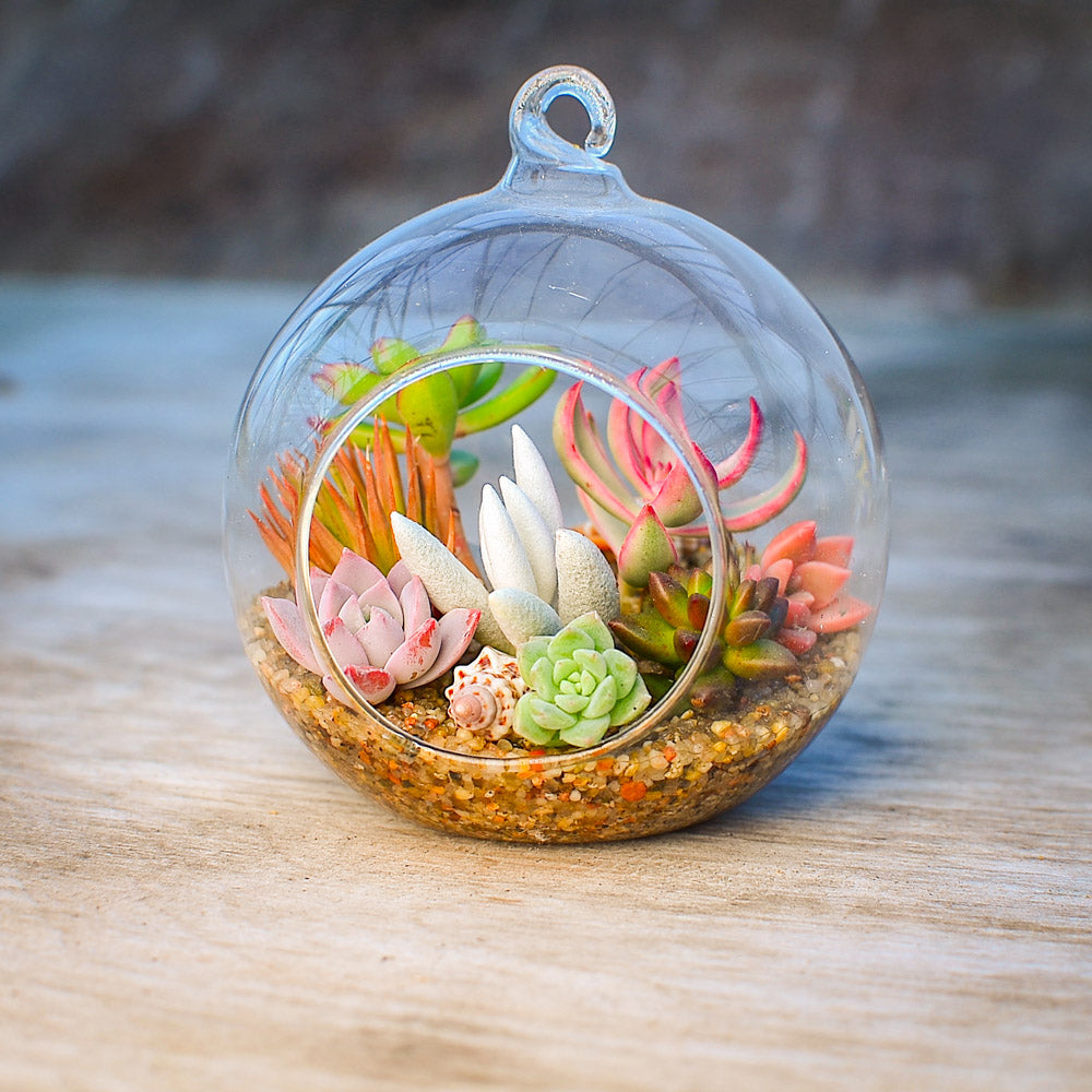 glass ball succulent Globe Terrarium Succulent Grow Kit – Surreal Succulents