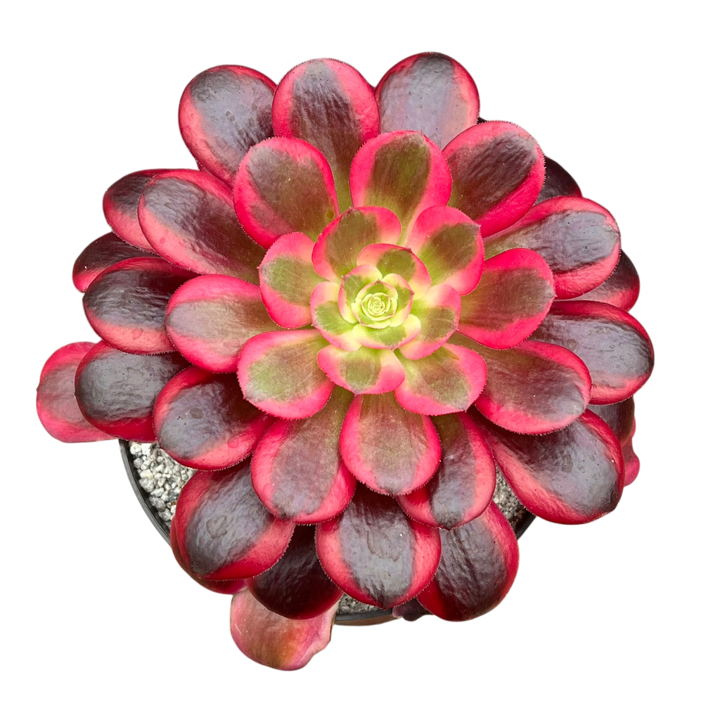 Aeonium 'Medusa'