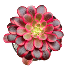 Aeonium 'Medusa'
