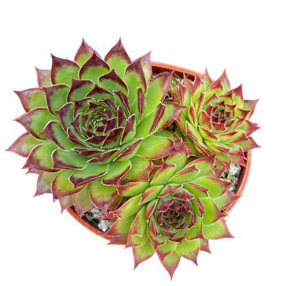 Jovibarba heuffelii 'Tan'