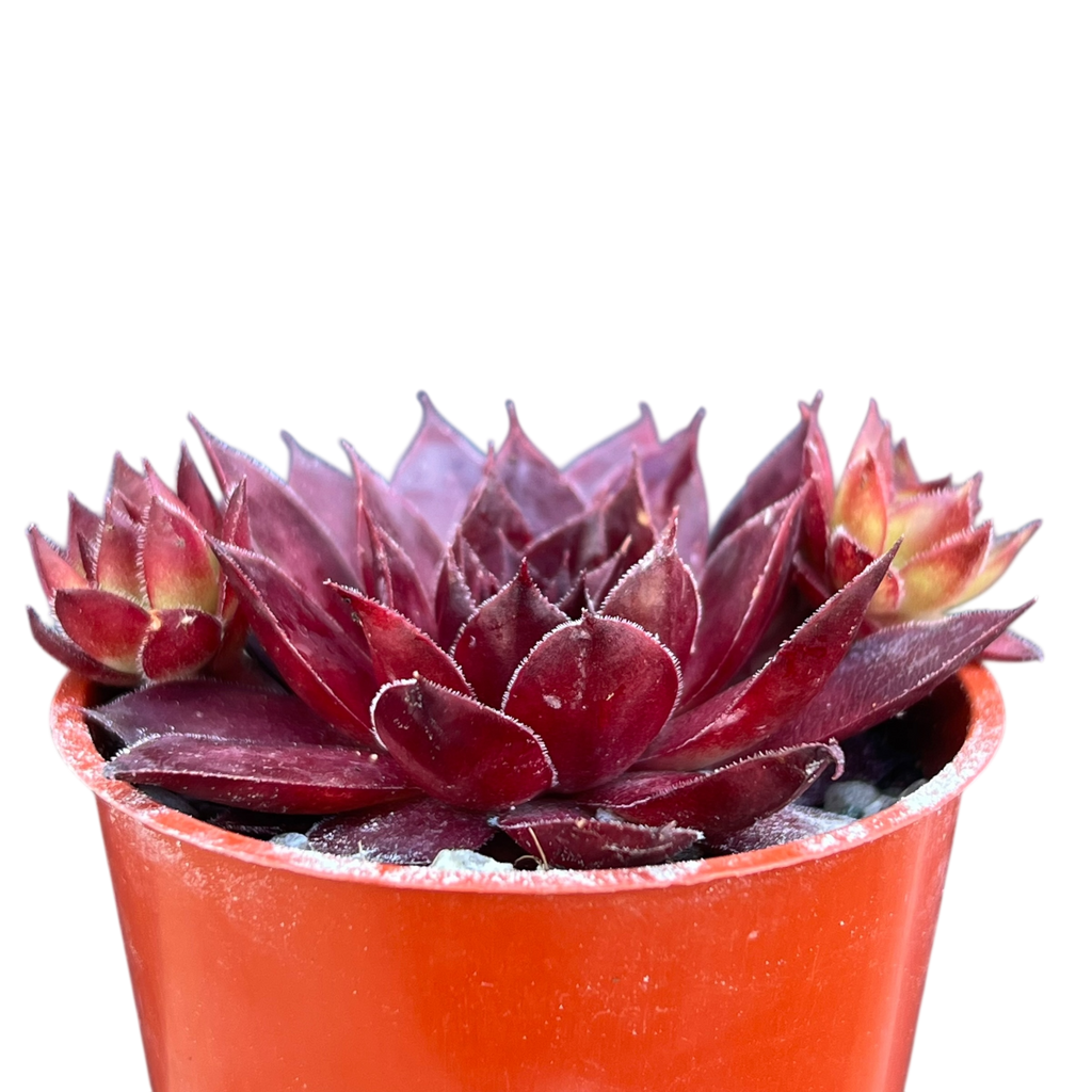 Sempervivum 'Solar'