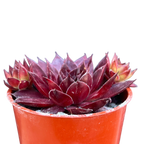 Sempervivum 'Solar'
