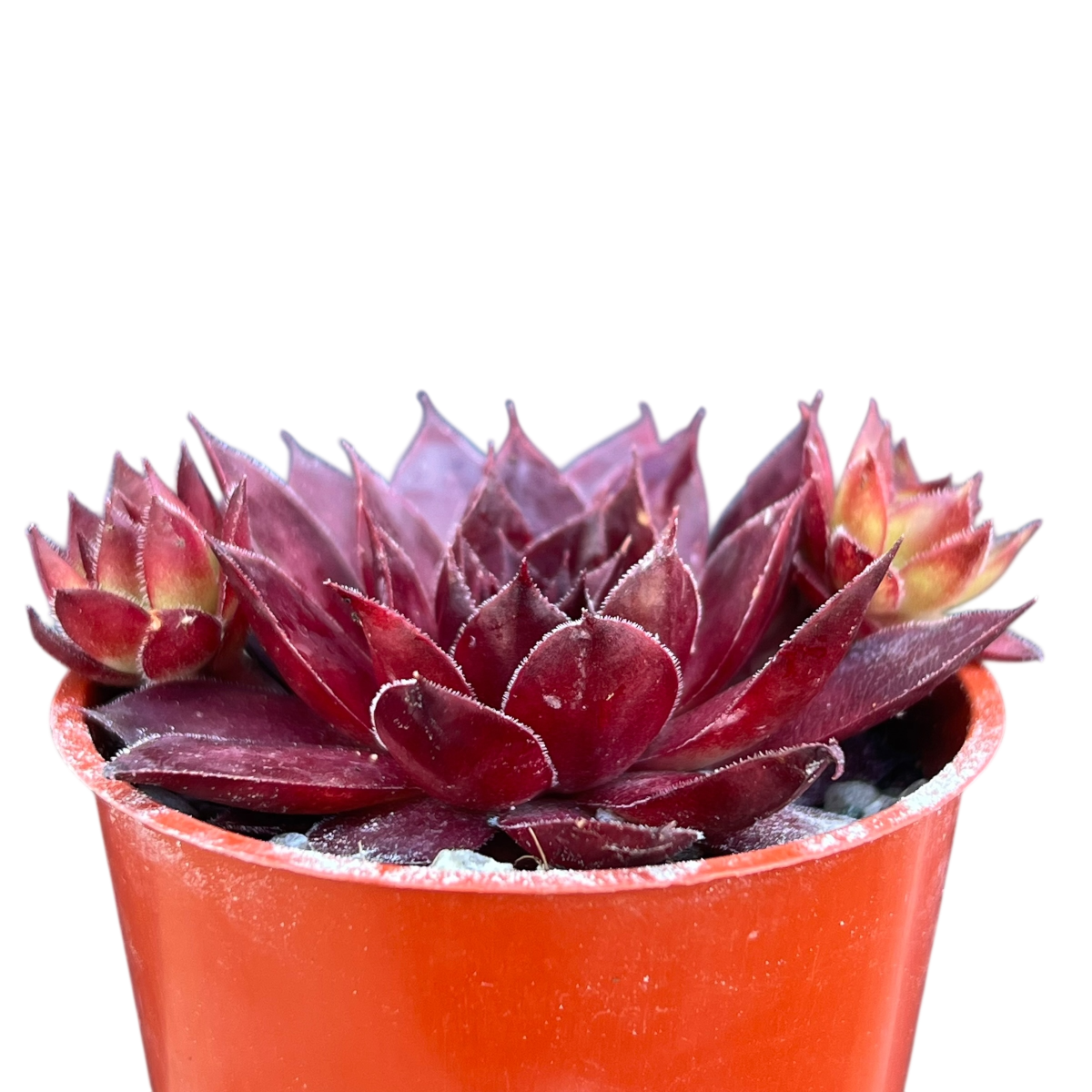 Sempervivum 'Solar'