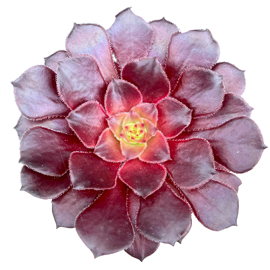 Aeonium 'Copper Kettle'