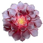 Aeonium 'Copper Kettle'