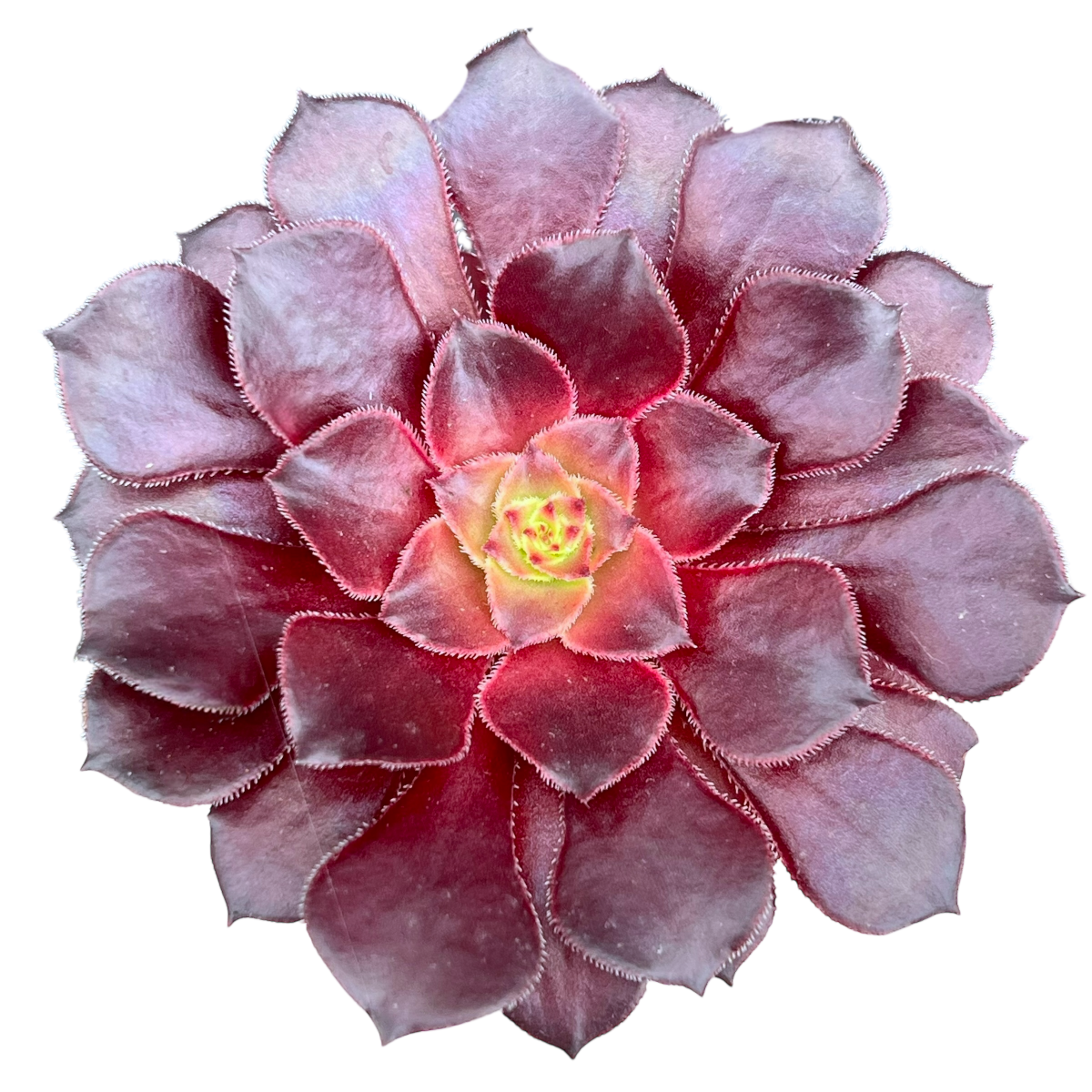 Aeonium 'Copper Kettle'