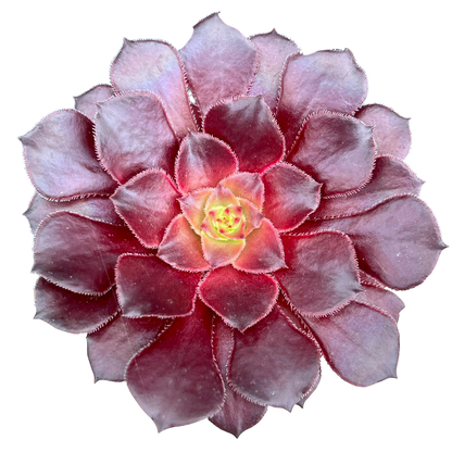 Aeonium 'Copper Kettle'