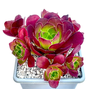 アエオニウム 'ハロウィン' 錦 (タイプ2) – Surreal Succulents アエオニウム 'ハロウィン' 錦 (タイプ2) – Surreal Succulents