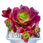 Aeonium 'Dynamite'