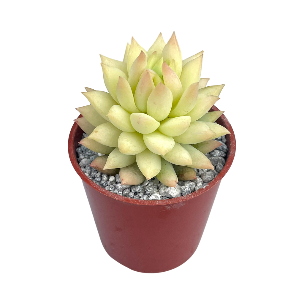 x Sedeveria 'Harry Butterfield'