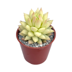 x Sedeveria 'Harry Butterfield'