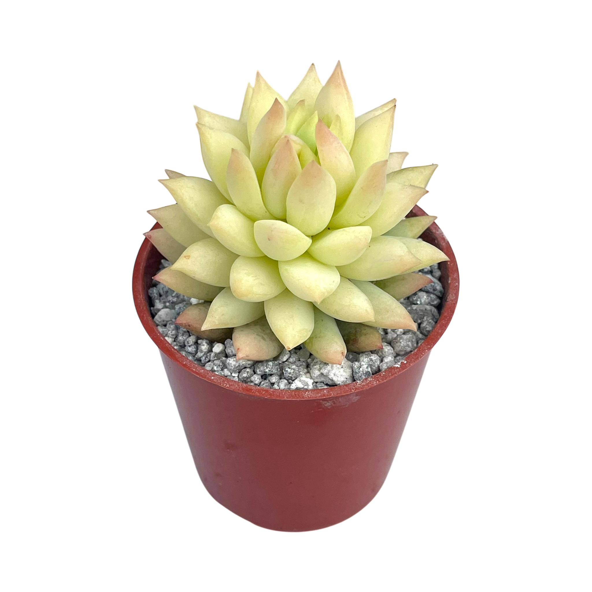 x Sedeveria 'Harry Butterfield'