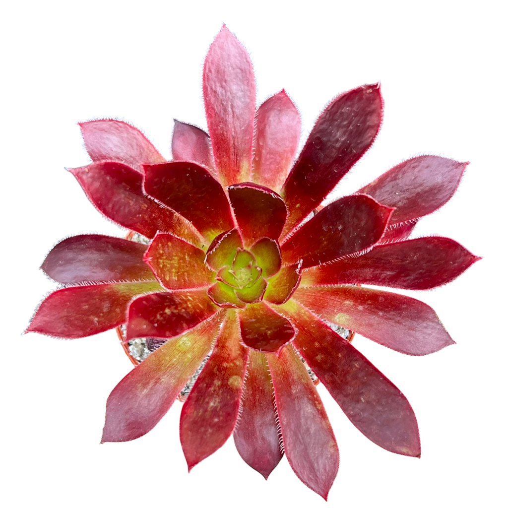 Aeonium 'Black Magic'