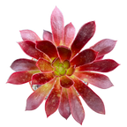 Aeonium 'Black Magic'