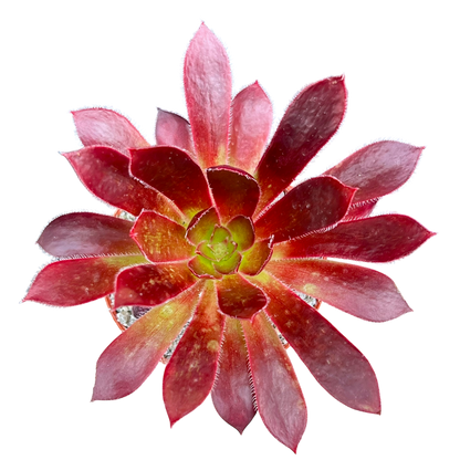 Aeonium 'Black Magic'