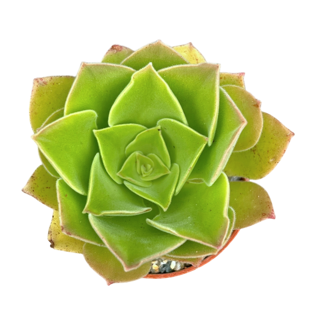 Aeonium longithyrsum