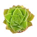 Aeonium longithyrsum