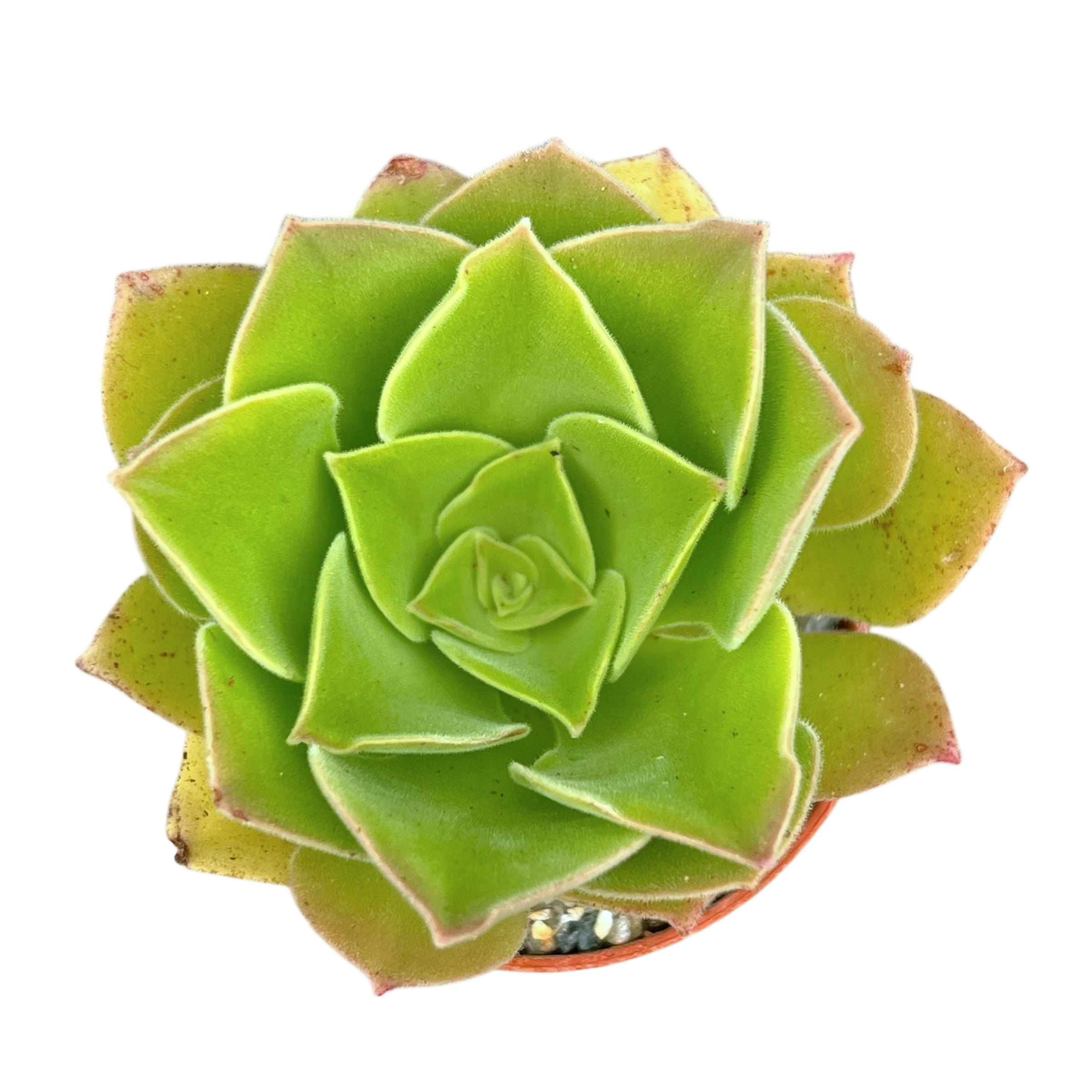 Aeonium longithyrsum