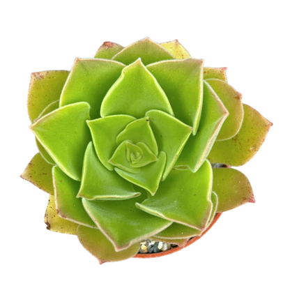 Aeonium longithyrsum
