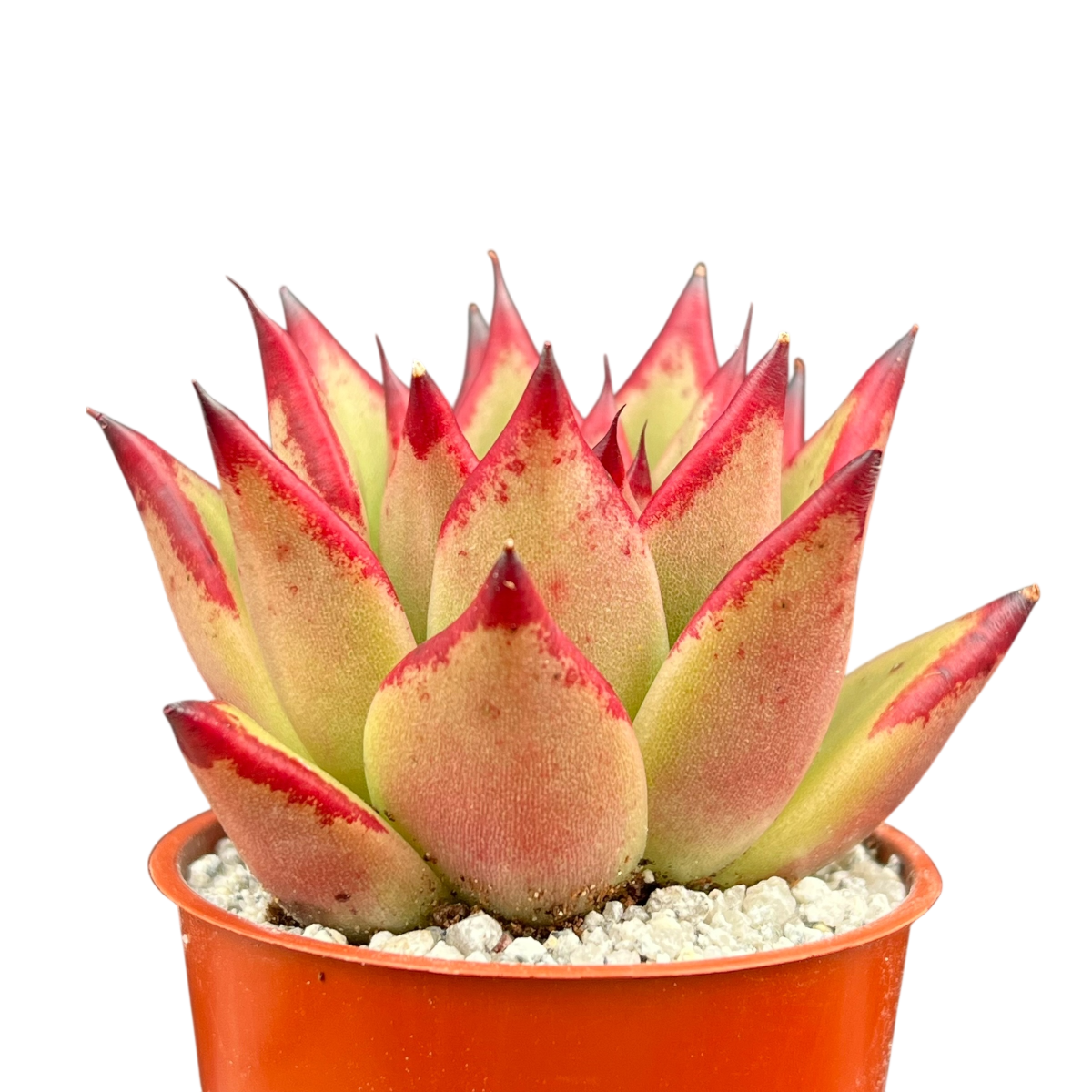 dragon tooth succulent Echeveria agavoides 'Dragon's Tooth' – Surreal Succulents