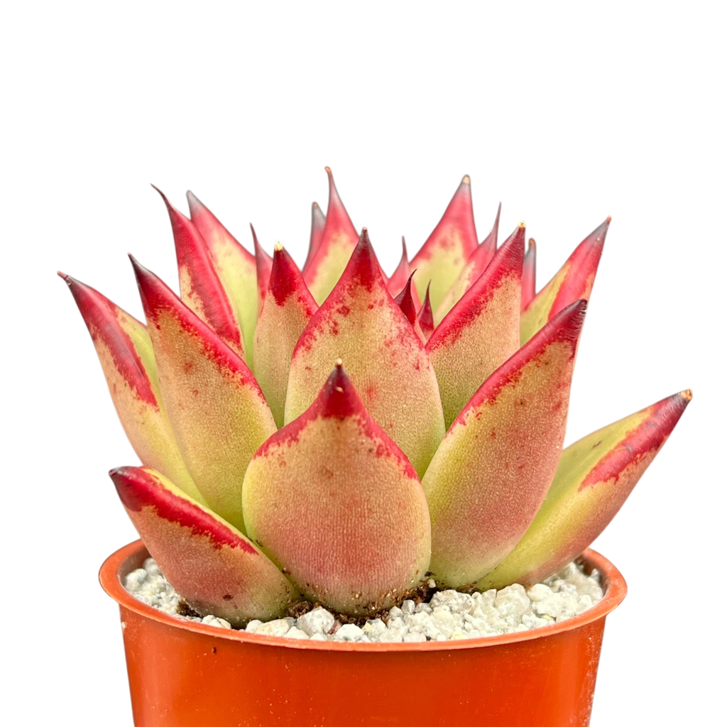 Echeveria agavoides 'Dragon's Tooth'