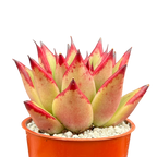 Echeveria agavoides 'Dragon's Tooth'