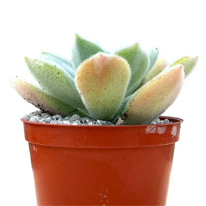 Echeveria pulvinata 'Frosty'