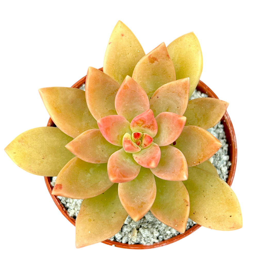 x Graptosedum 'Cesar'