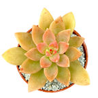 x Graptosedum 'Cesar'