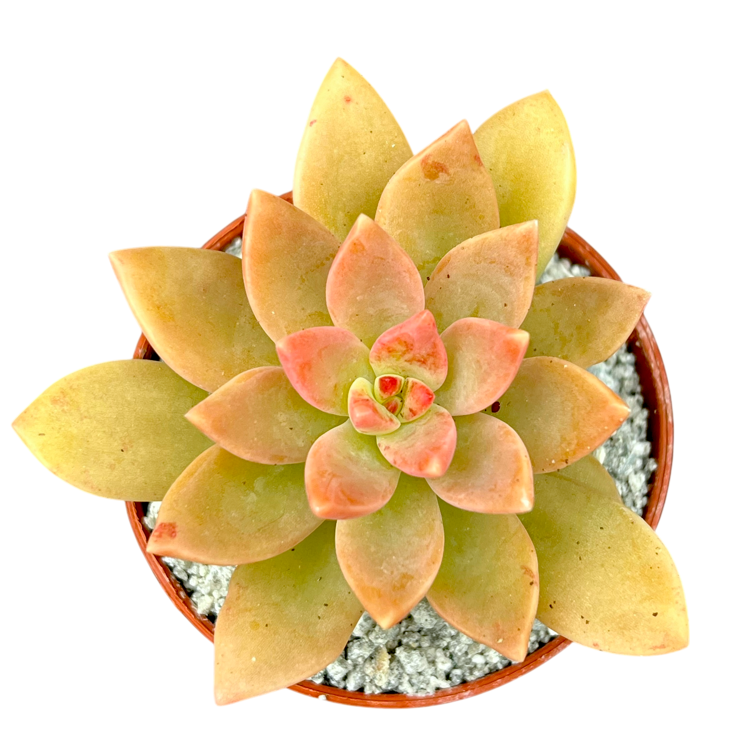 x Graptosedum 'Cesar'