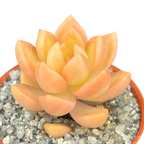 Sedum adolphii