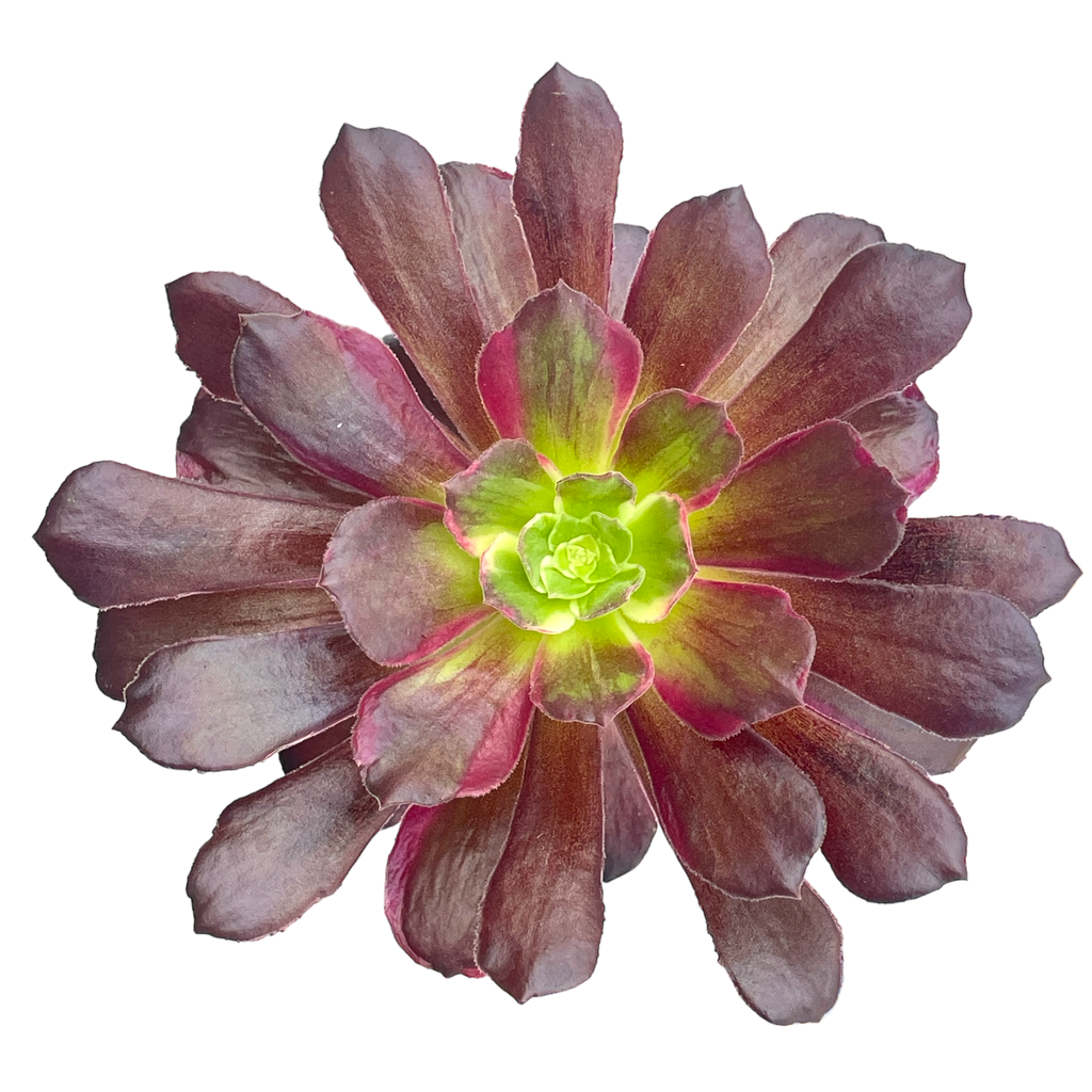 Aeonium 'Eden'