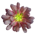 Aeonium 'Eden'
