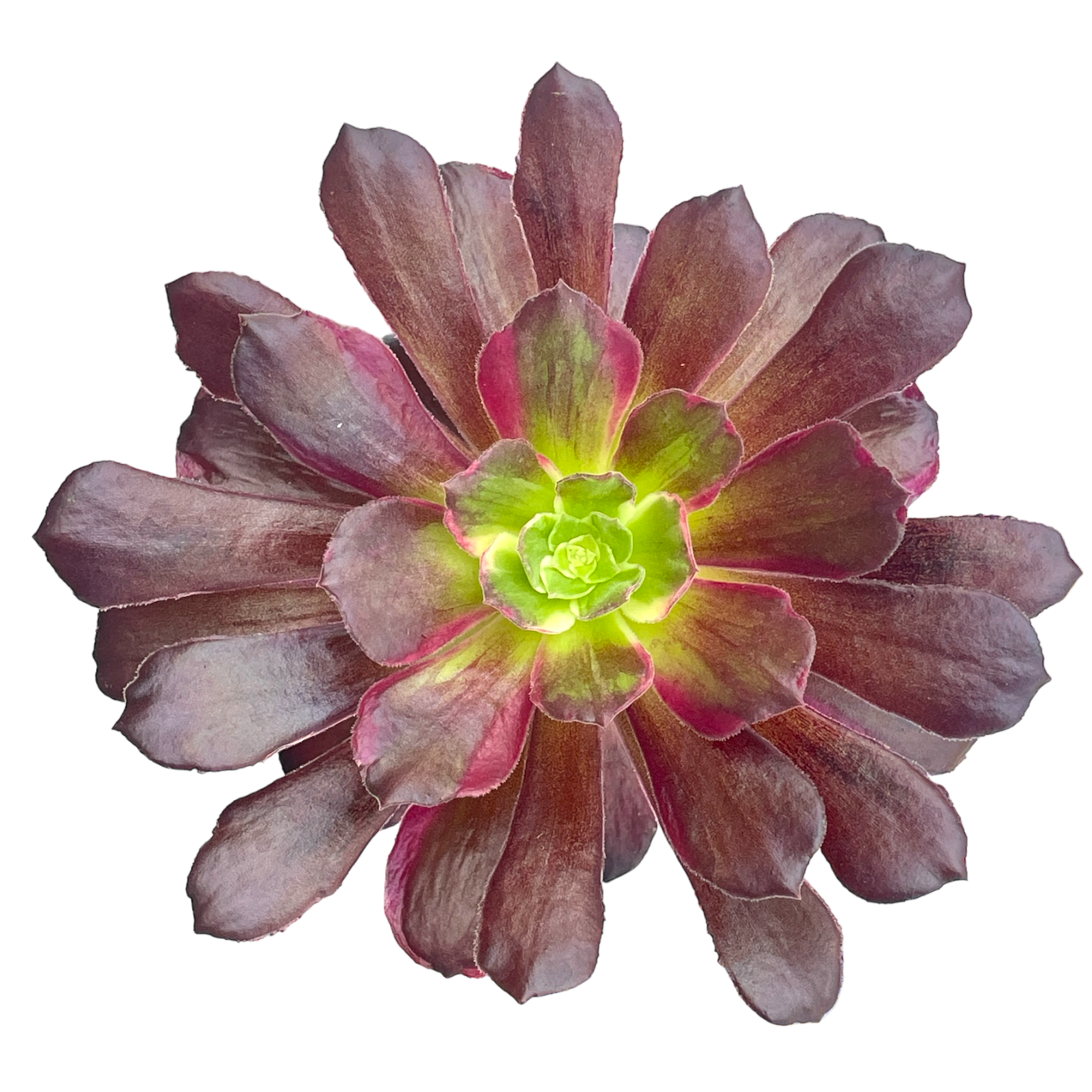 Aeonium 'Eden'